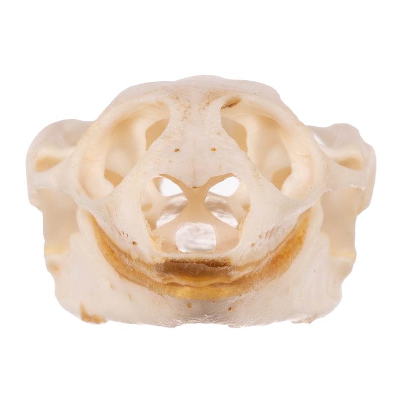 Real Softshell Turtle Skull