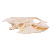 Real Softshell Turtle Skull