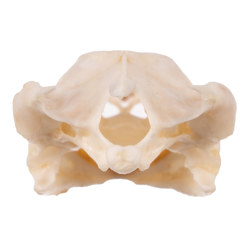 Real Softshell Turtle Skull