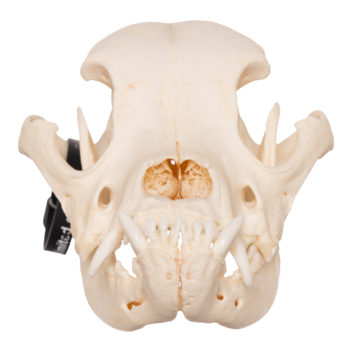 Real Domestic Dog Skull - Boxer OK-27766
