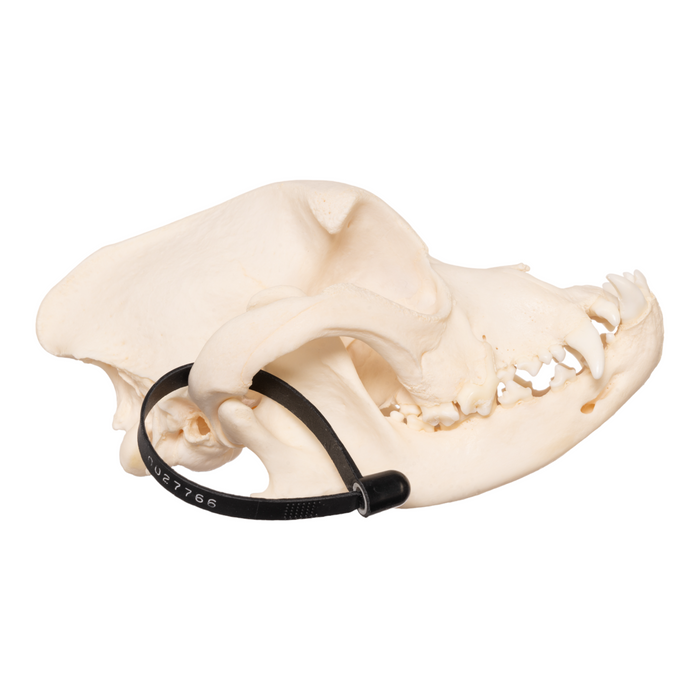 Real Domestic Dog Skull - Boxer OK-27766