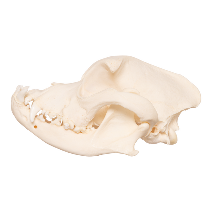 Real Domestic Dog Skull - Boxer OK-27766