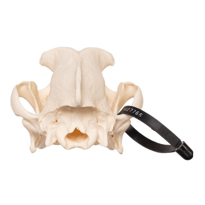 Real Domestic Dog Skull - Boxer OK-27766