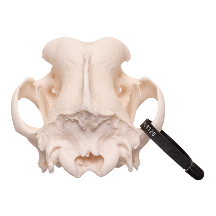 Real Domestic Dog Skull - Great Dane