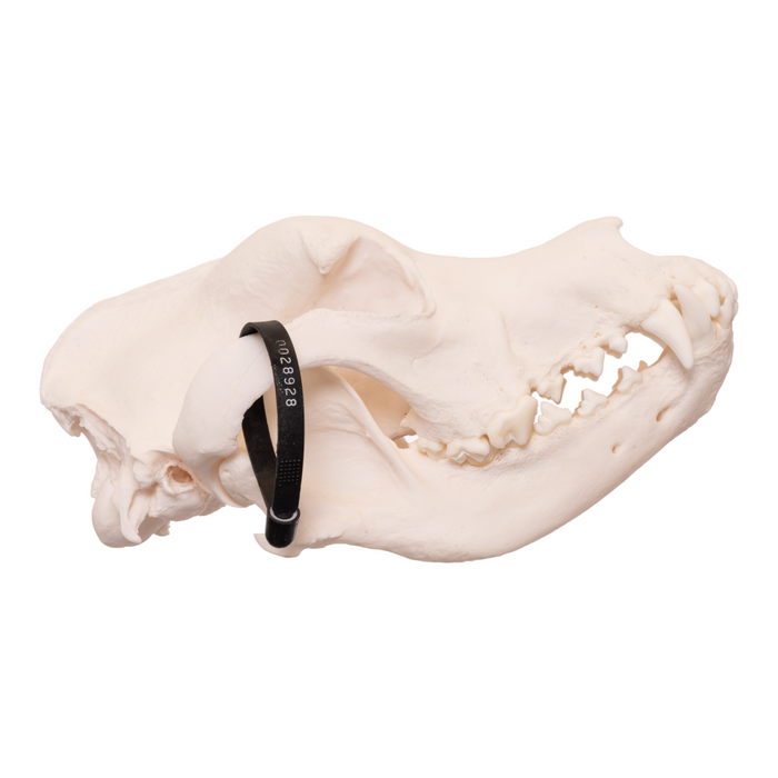 Real Domestic Dog Skull - Great Dane