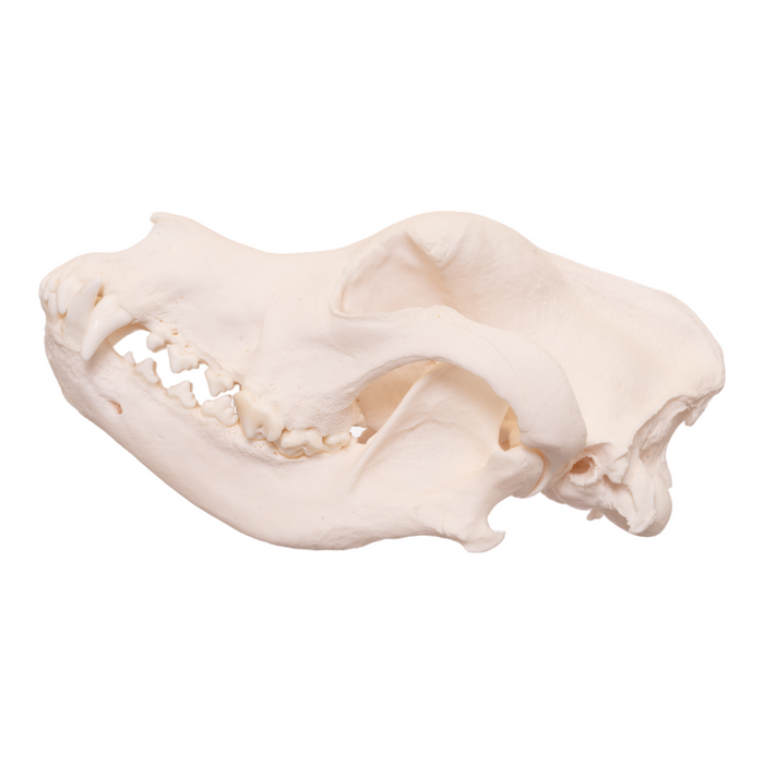 Real Domestic Dog Skull - Great Dane