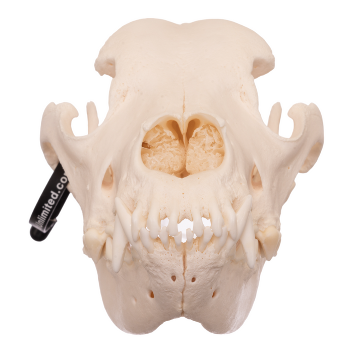 Real Domestic Dog Skull - Great Dane