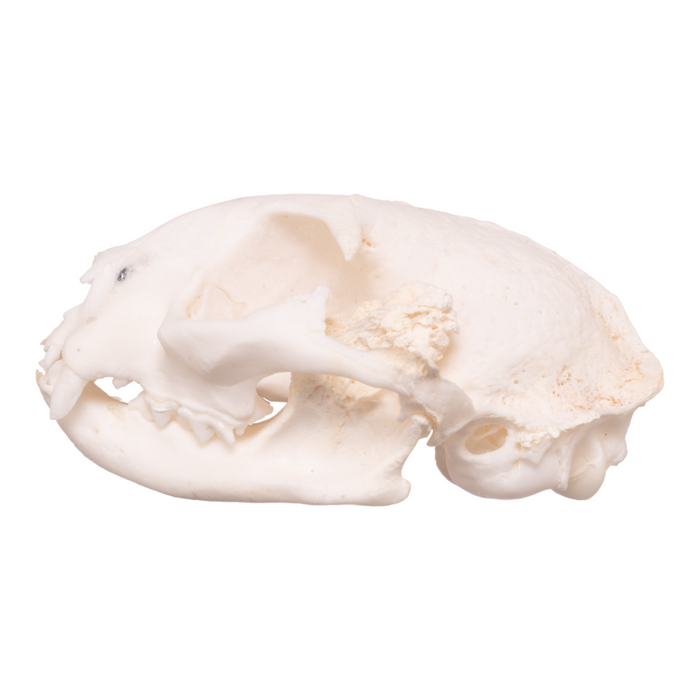 Real Domestic Cat Skull - Pathology