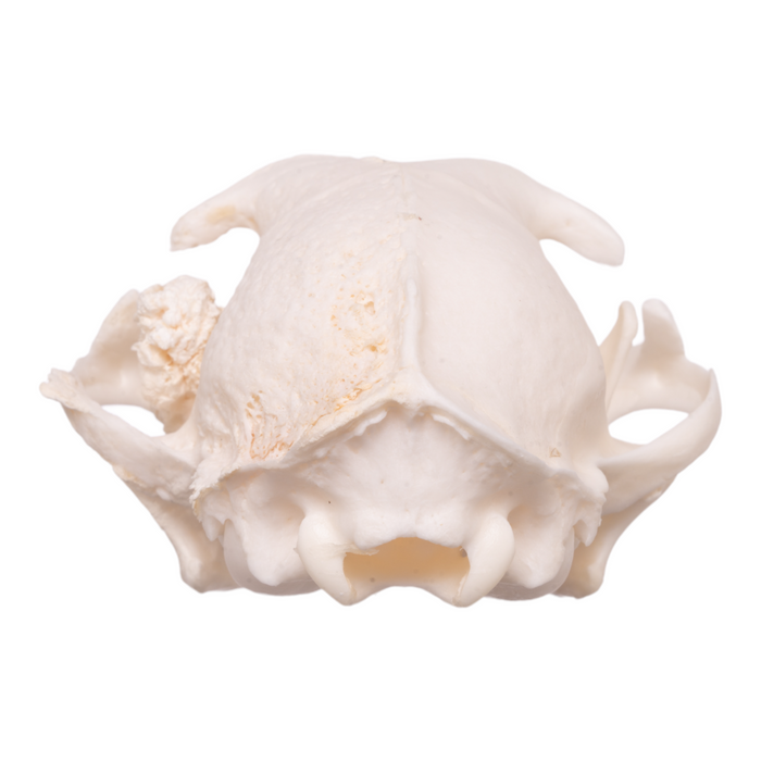 Real Domestic Cat Skull - Pathology