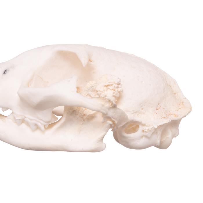 Real Domestic Cat Skull - Pathology
