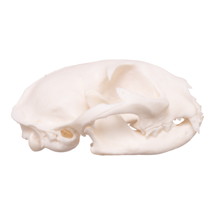 Real Domestic Cat Skull - Pathology