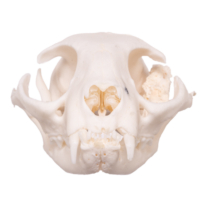 Real Domestic Cat Skull - Pathology