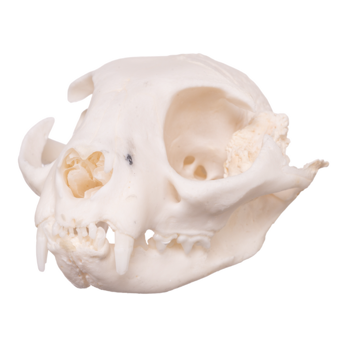 Real Domestic Cat Skull - Pathology