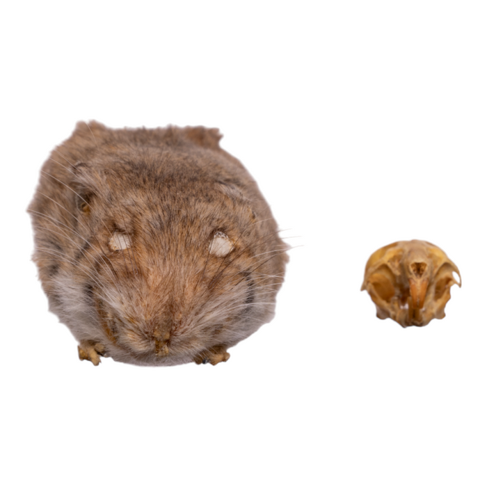 Real Deer Mouse Study Skin and Skull