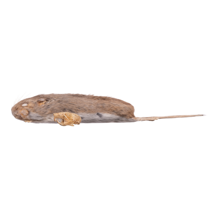 Real Deer Mouse Study Skin and Skull