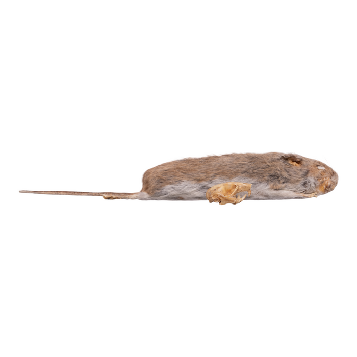 Real Deer Mouse Study Skin and Skull