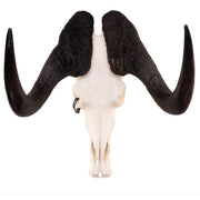 Real Black Wildebeest Skull