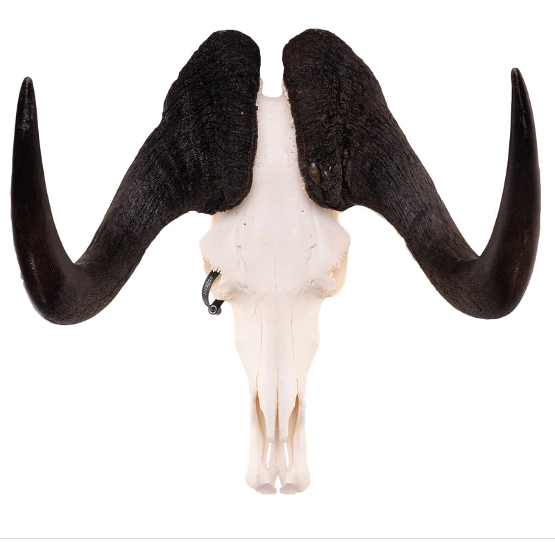 Real Black Wildebeest Skull