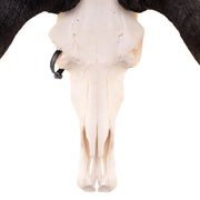 Real Black Wildebeest Skull