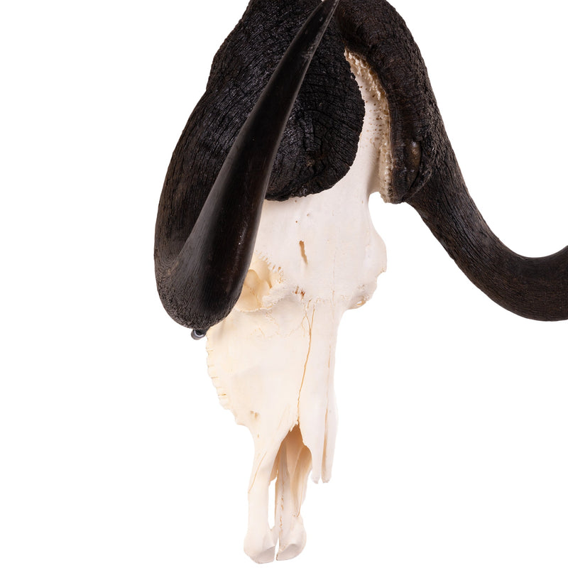 Real Black Wildebeest Skull