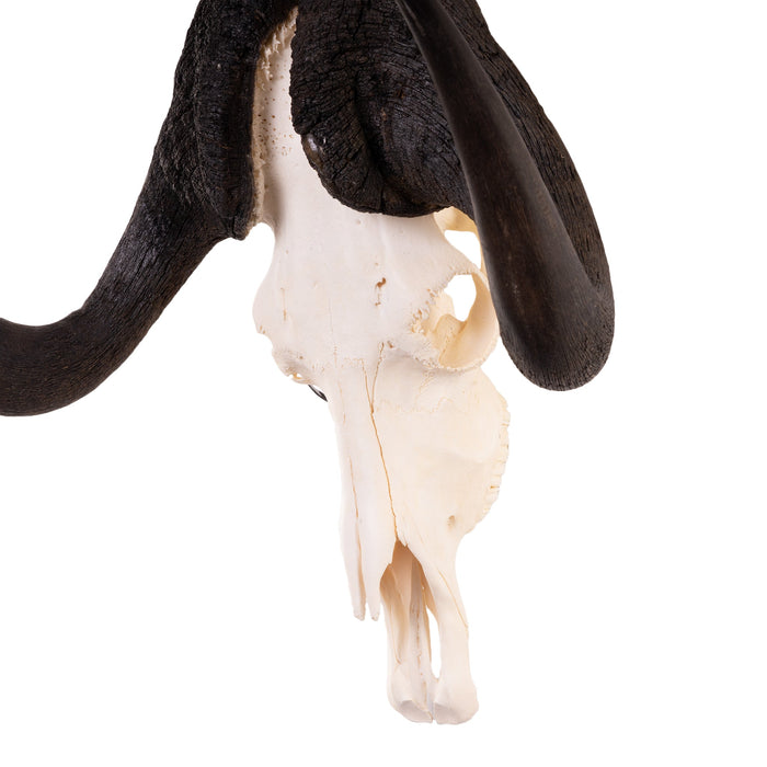 Real Black Wildebeest Skull