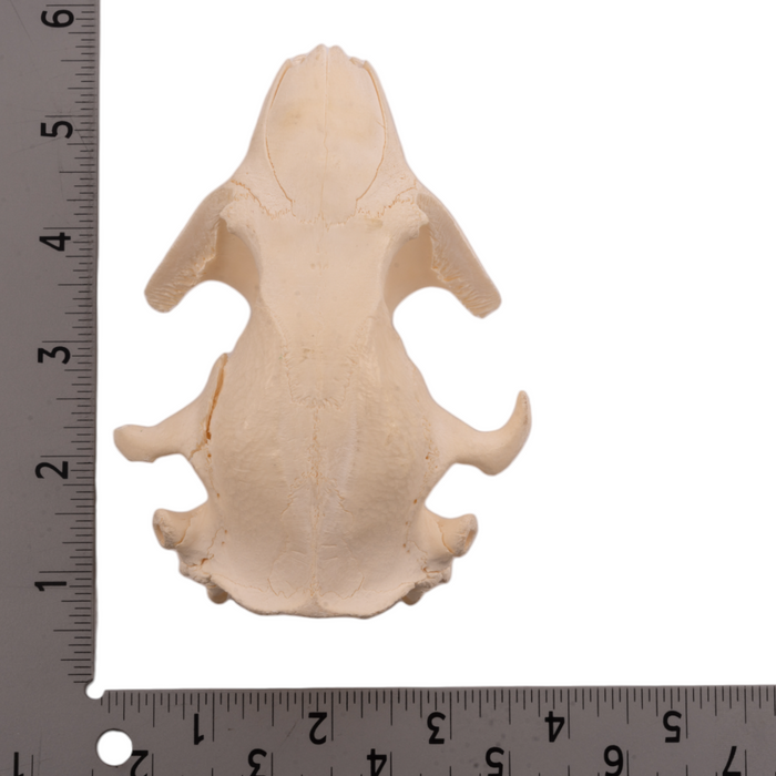 Real Bag-O-North American Mammal Skulls