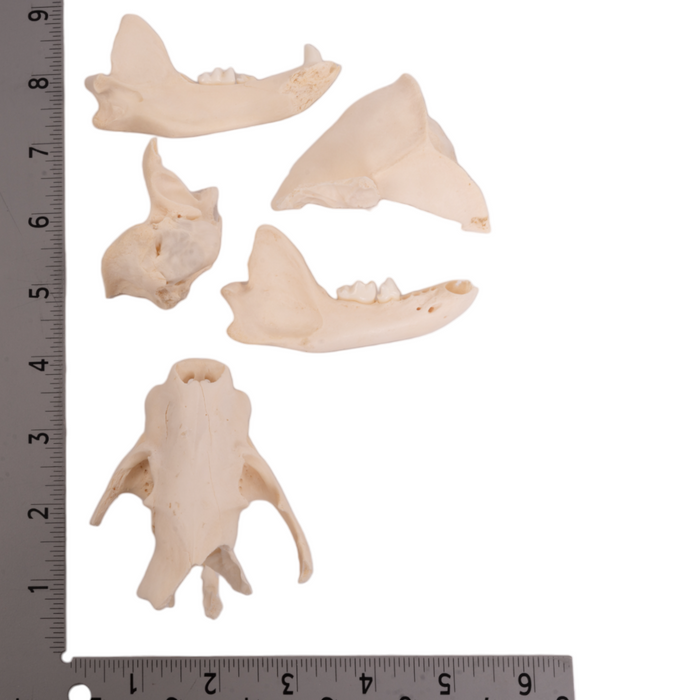 Real Bag-O-North American Mammal Skulls