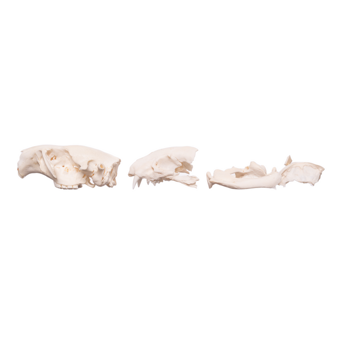 Real Bag-O-North American Mammal Skulls
