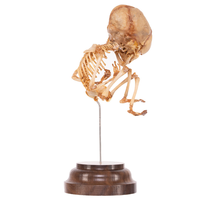Real Research Quality Human Fetal Skeleton On Stand