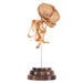 Real Human Fetal Skeleton On Stand