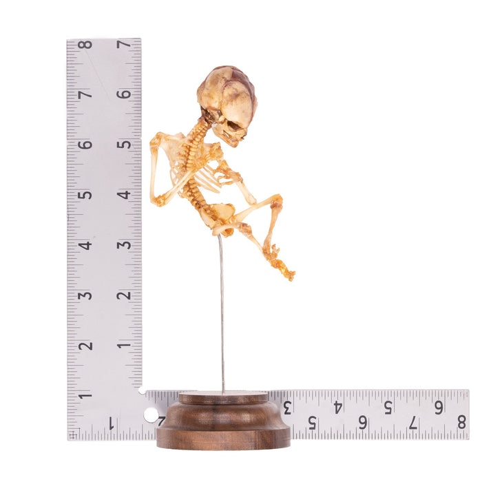 Real Human Fetal Skeleton On Stand