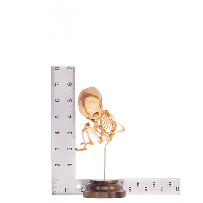 Real Human Fetal Skeleton On Stand