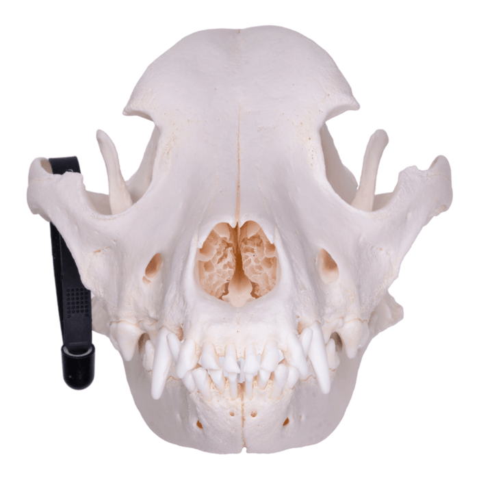 Real Domestic Dog Skull - Rottweiler