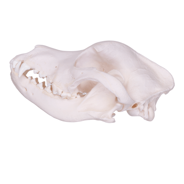 Real Domestic Dog Skull - Rottweiler