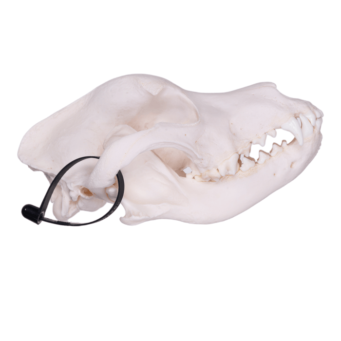Real Domestic Dog Skull - Rottweiler