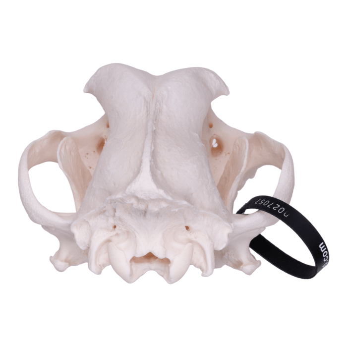 Real Domestic Dog Skull - Rottweiler
