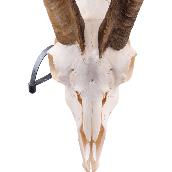 Real Domestic Goat Skull