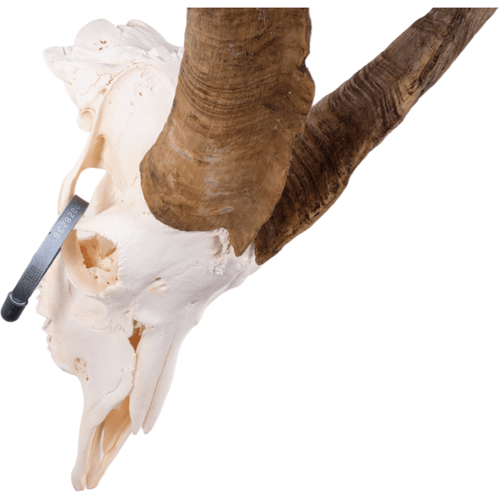 Real Domestic Goat Skull
