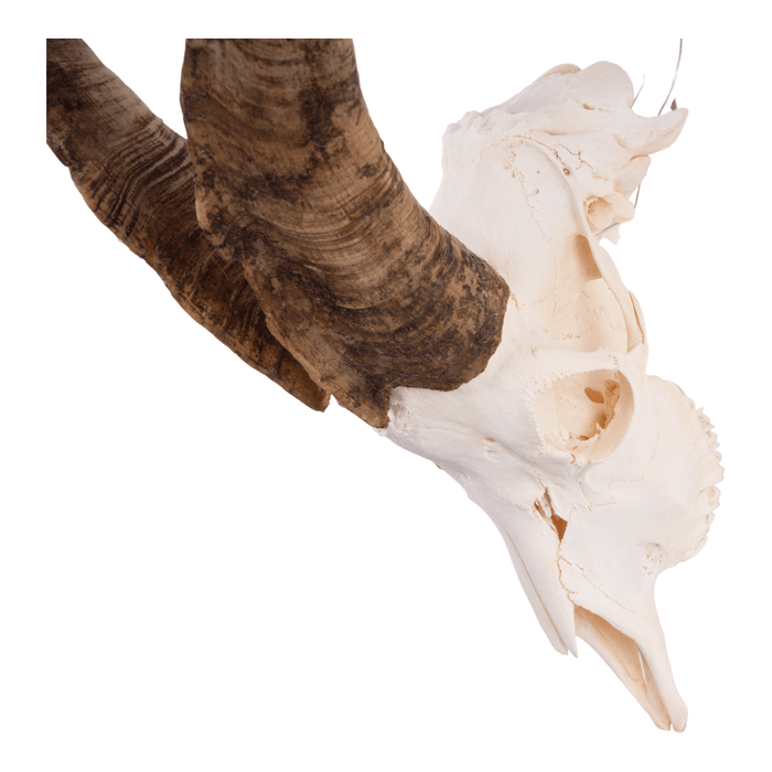 Real Domestic Goat Skull