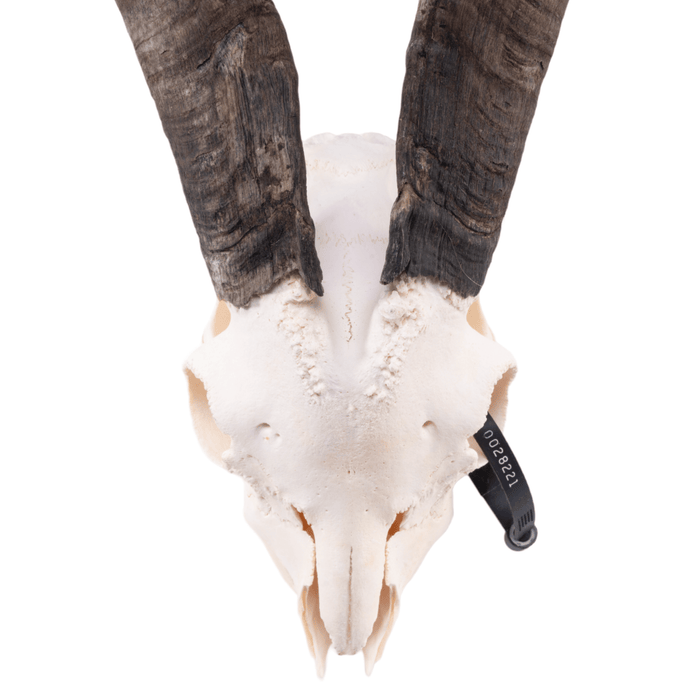Real Domestic Goat Skull