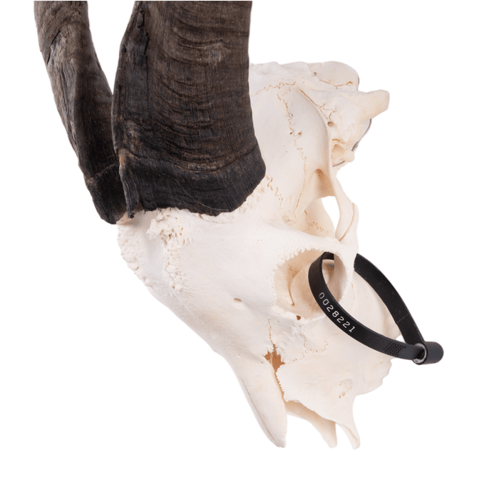 Real Domestic Goat Skull