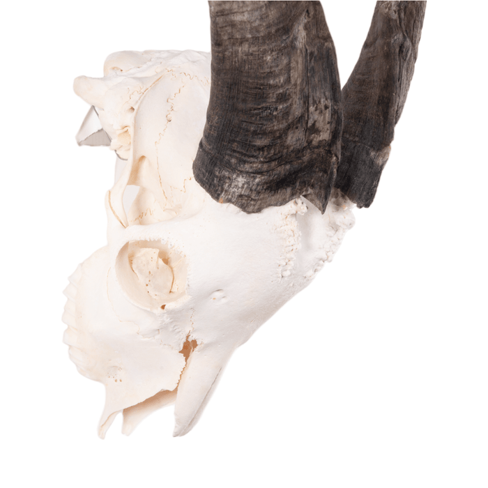 Real Domestic Goat Skull