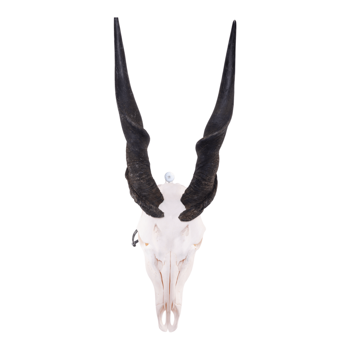 Real Eland Skull — Skulls Unlimited International, Inc.