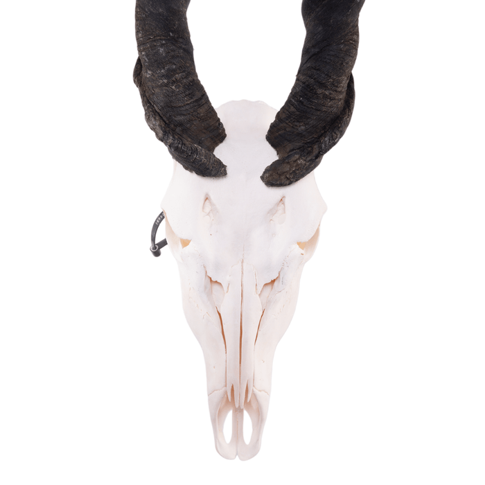 Real Eland Skull — Skulls Unlimited International, Inc.