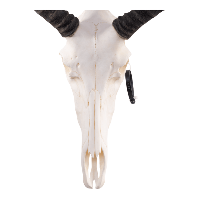 Real Tsessebe Skull