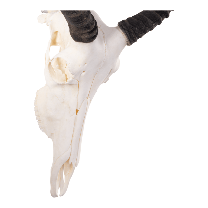 Real Tsessebe Skull