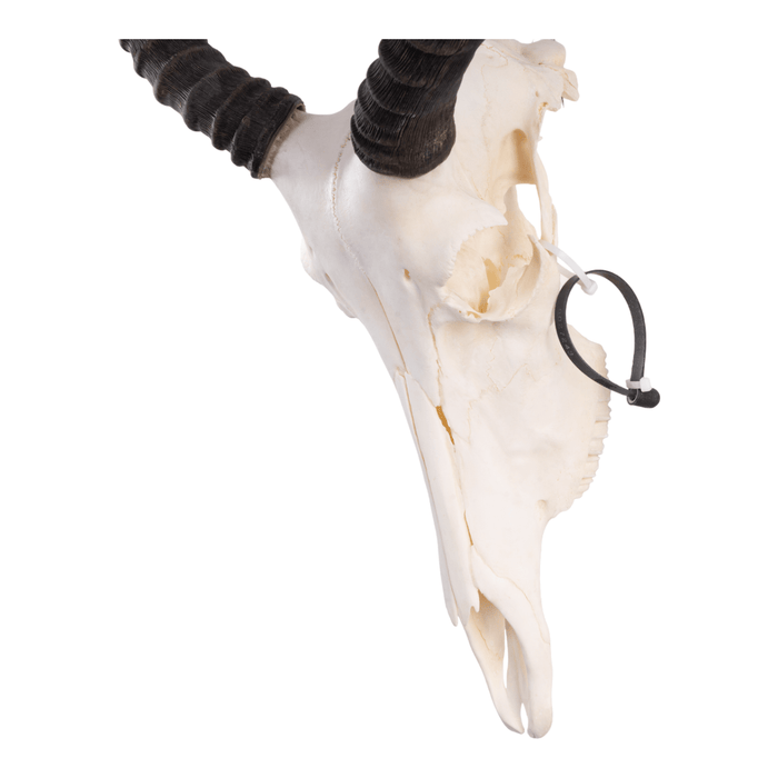 Real Tsessebe Skull