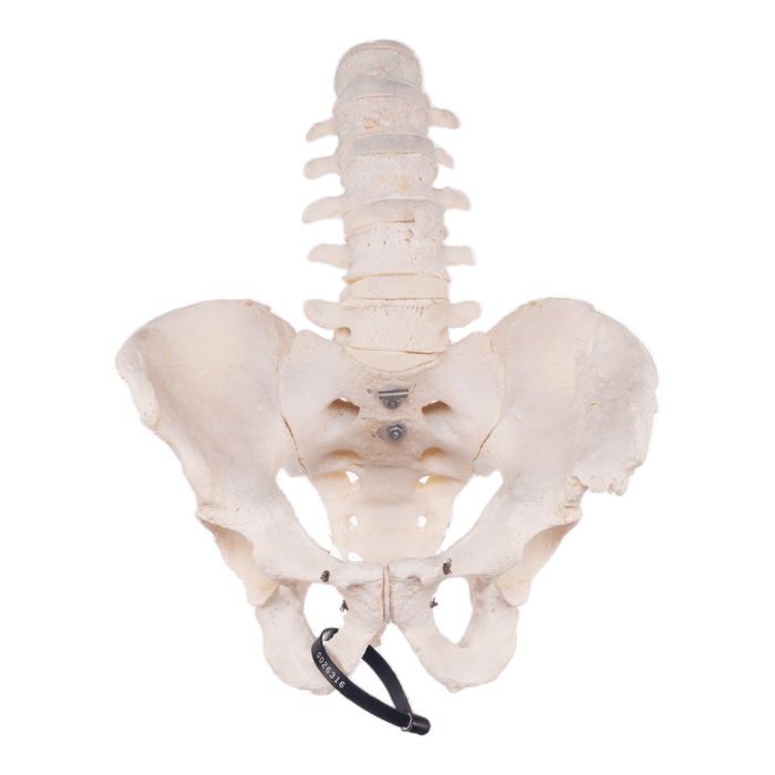 Real Human Lower Spine and Pelvis - Articulated