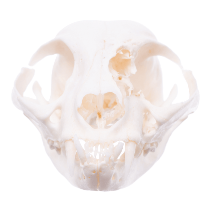 Real Domestic Cat Skull - Pathology