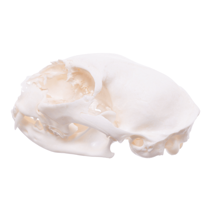 Real Domestic Cat Skull - Pathology